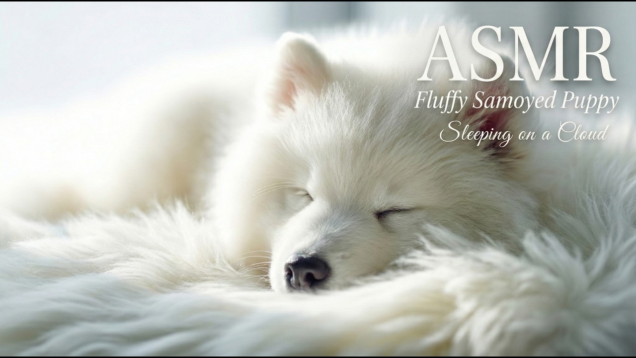 🐶 Fluffy Samoyed Puppy ASMR 🌙 Sleeping on a Cloud ☁️ (No Talking, 1 Hour)