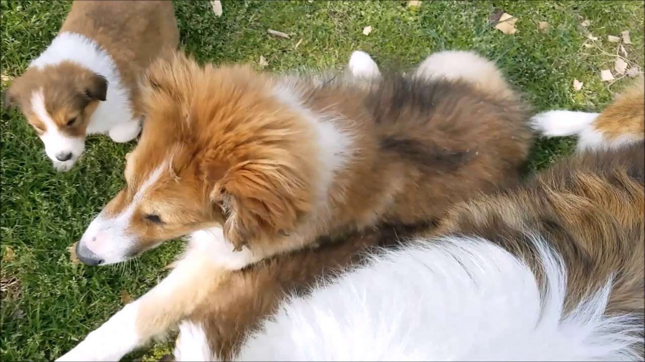 Briar & Aspen Old Time Scotch Collie Pups Playing & Pack Parenting
