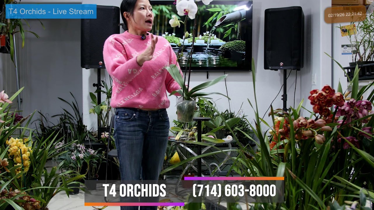 T4 Orchids ~ Livestream Feb 19, 2026  ~ Sell & Trade All Orchids Collections~ (714) 603-8000