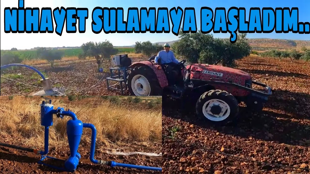 ANTEP FISTIĞI BUTTUM FİDELERİMİZE DAMLAMADAN İLK SU... SONUÇ MÜKEMMEL...