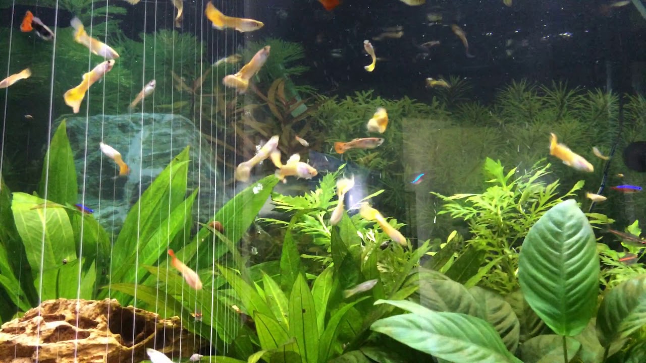 Male guppies only