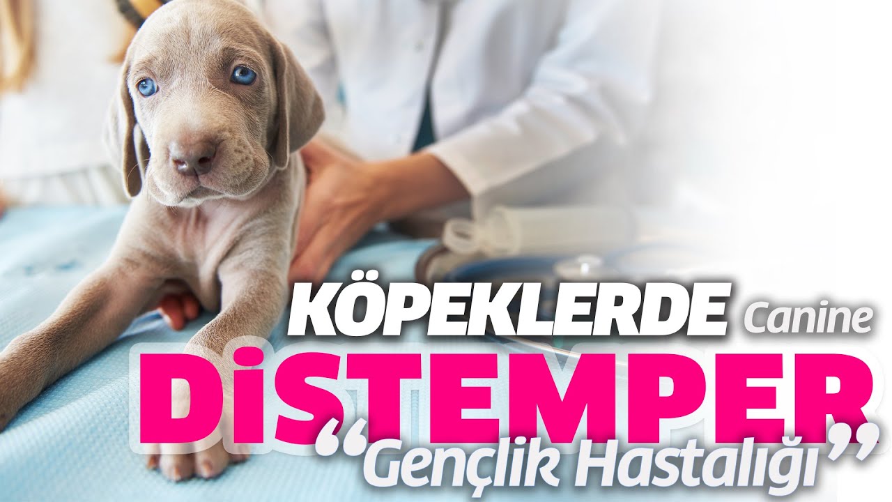 Distemper - Köpeklerde Gençlik Hastalığı