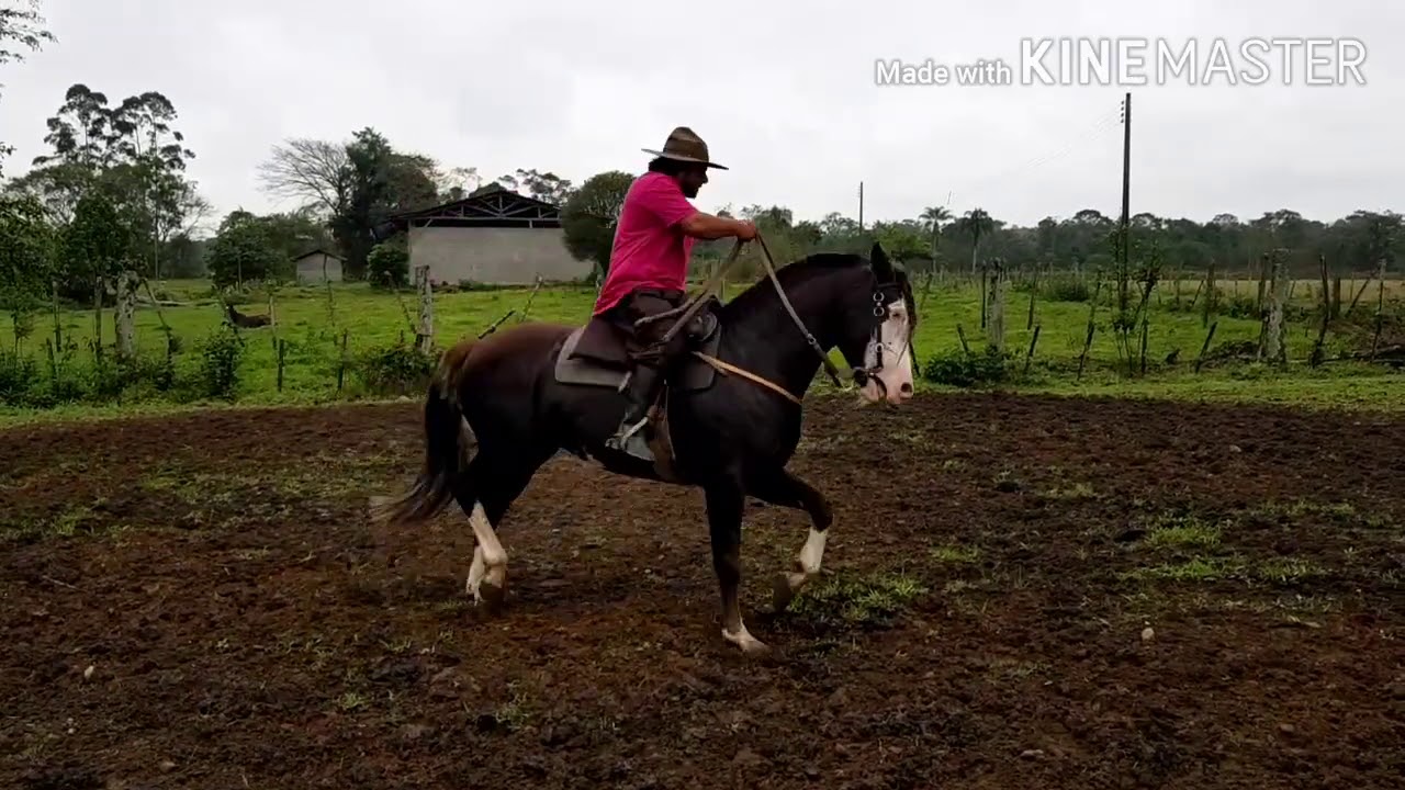 Como alivianar a frente dos seus cavalos e também amolecer a boca.