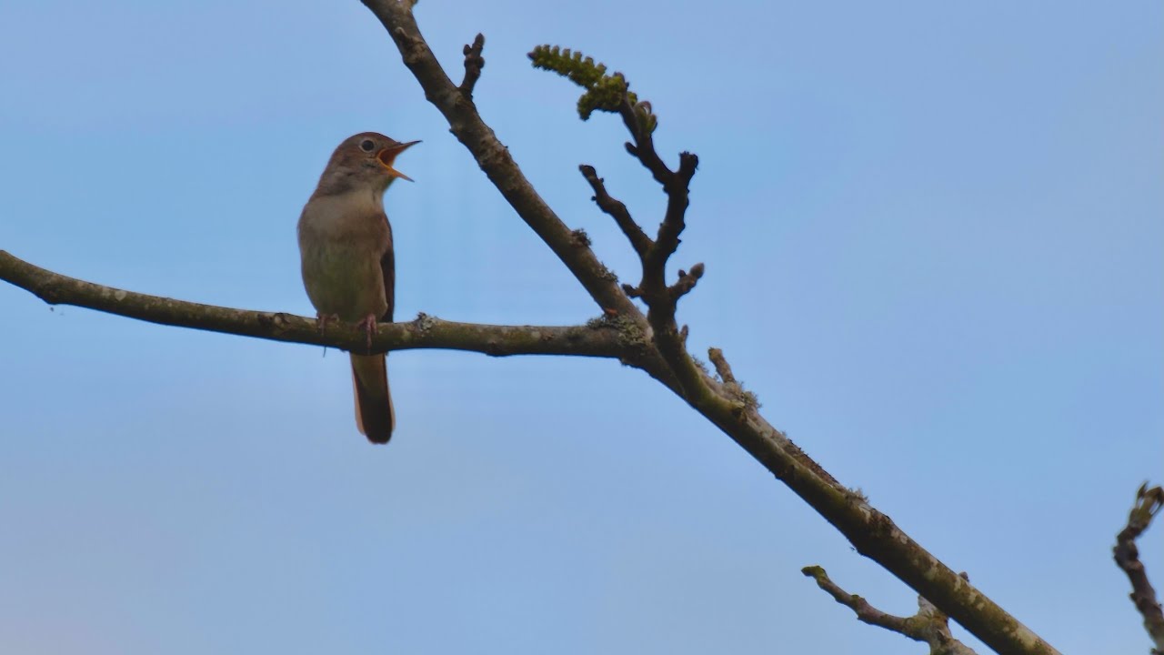 A Nightingale song in Dordogne Chant du Rossignol (Luscinia megarhynchos)