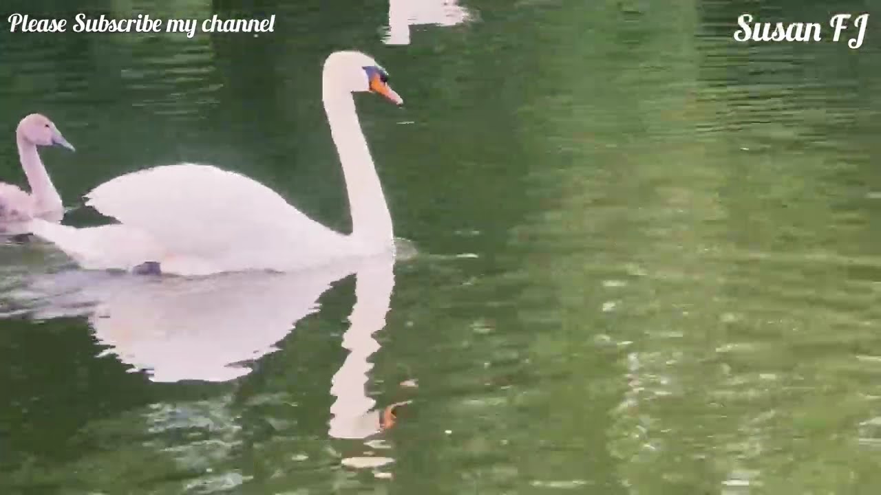 #London Barking #Lake, It’s Very Beautiful Lake #@SusanFoodJourney