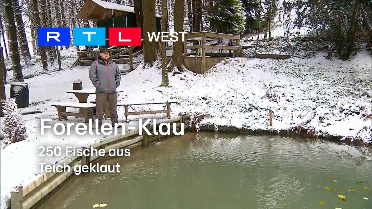 Forellen-Klau: 250 Fische aus Teich geklaut I RTL WEST, 28.11.2023