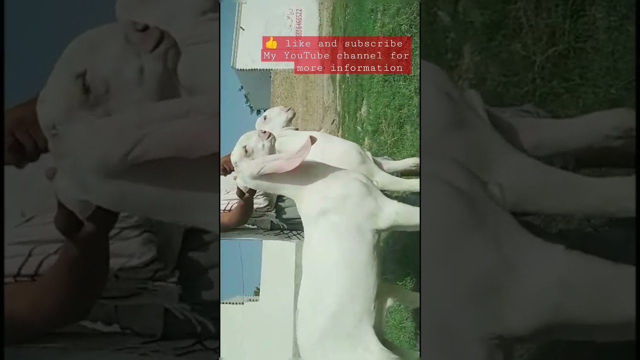 rajanpuri #bakra #goat 🐐 #shorts #viral 🔥 #youtubeshorts #ismail goat farm d g khan