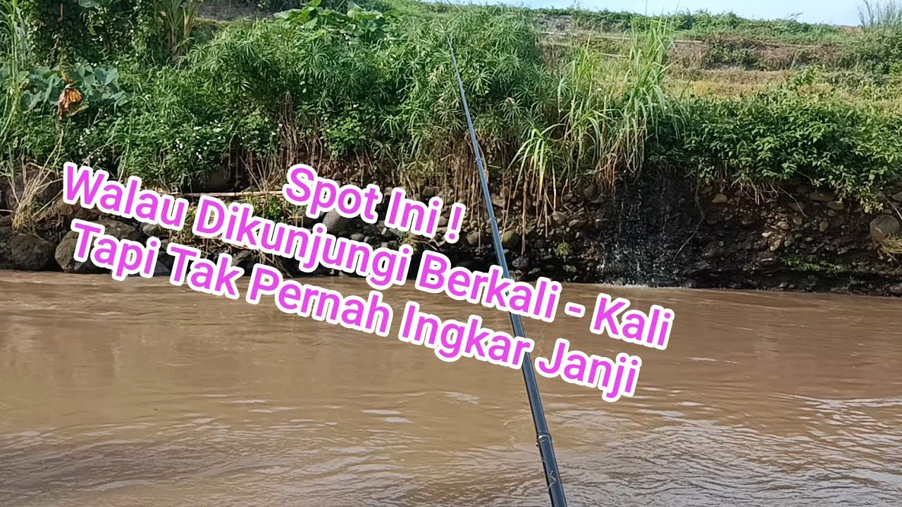 Piknik Mancing Wader Kepek Sirip Kuning Spot Sungai Keruh Gondang Mojokerto