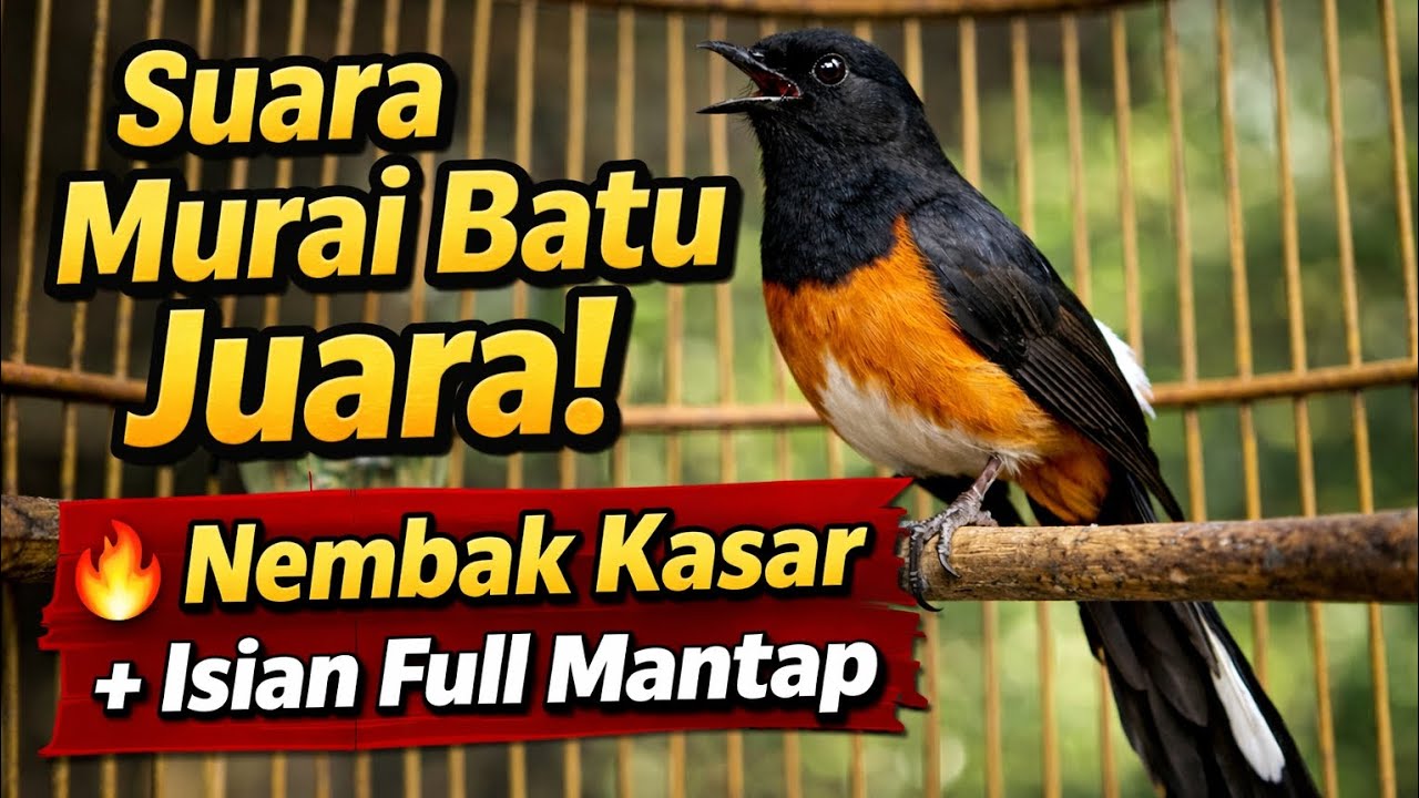 Suara Murai Batu Juara! Nembak Kasar + Isian Full Mantap‼️