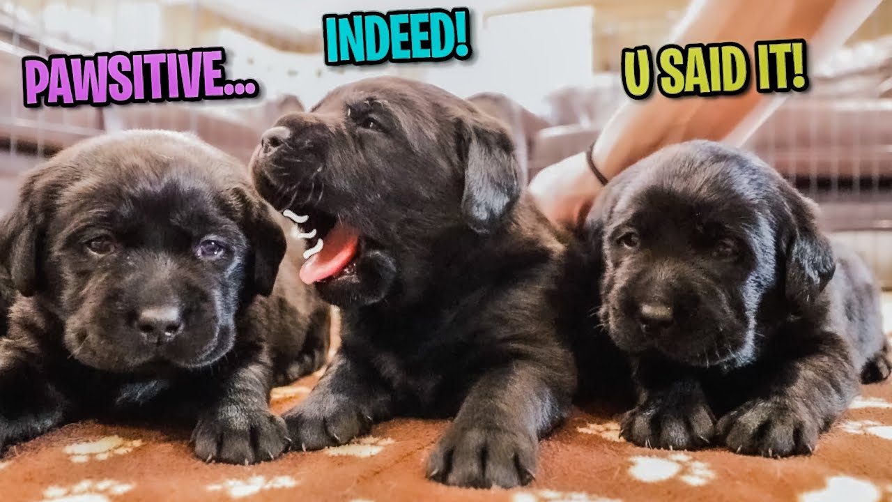 3 Week Old Labs Get Talkative!