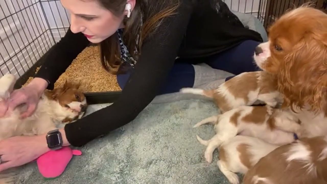 Cavalier Puppies: Raising ESAs and Companion Dogs