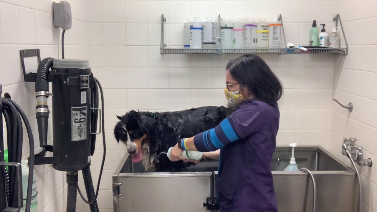 Bernese Mountain Dog Gets a Deshed Bath