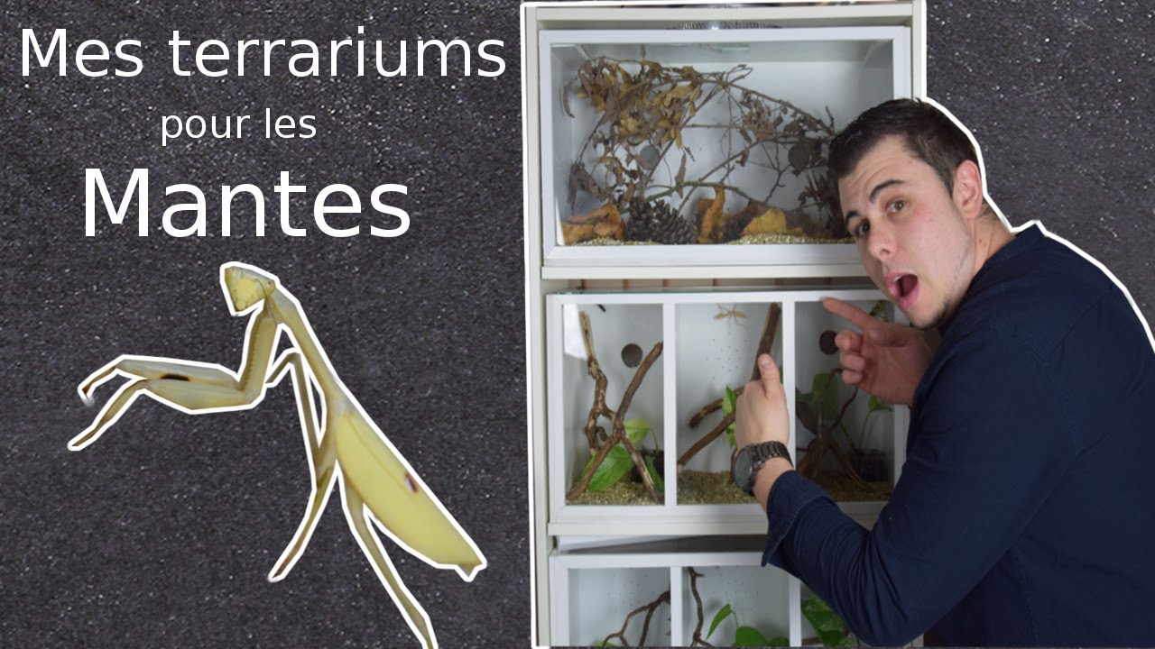 Mante : Mise en terrarium