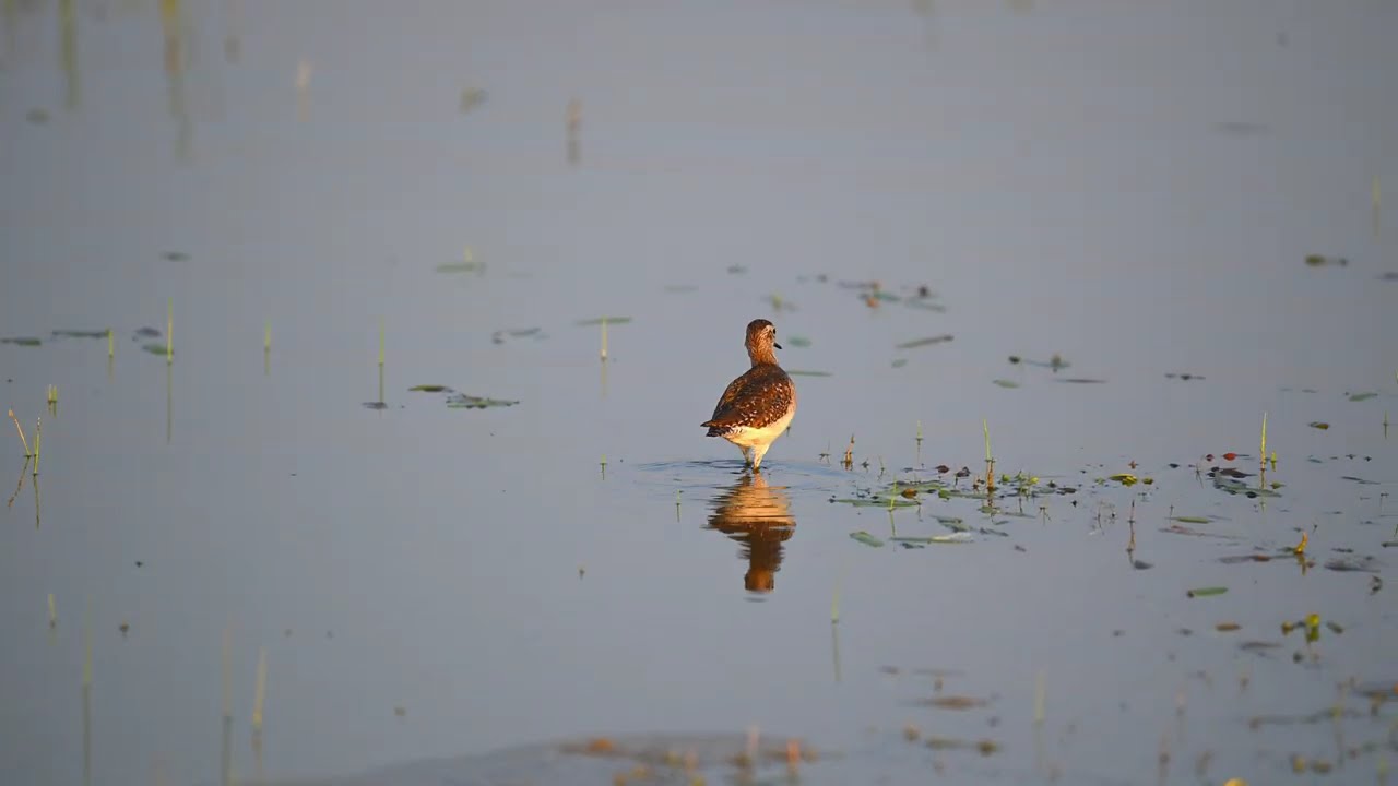 Elegance of wood sandpiper