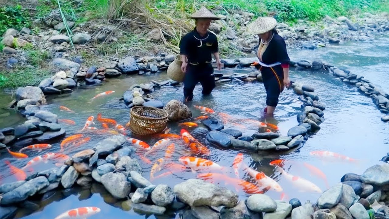 Dwarf Family Shows Incredible Spiral Fish Trap Skills to Catch Huge Amounts of Fish