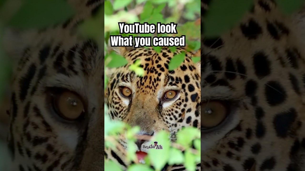 Вы бы не поверили, что YouTube это сделал.