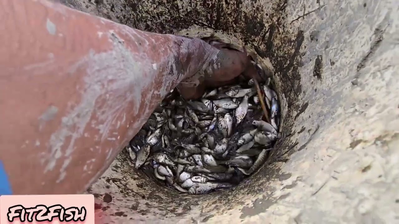 नाले मे पकड़े बहोत मछली 🐟 Fishing in Unique style in village (Part 2)