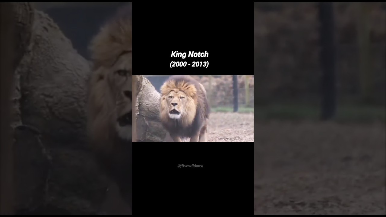 3 most famous lions ever! #lion #video