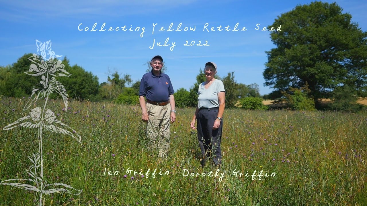 Collecting Yellow Rattle Seeds