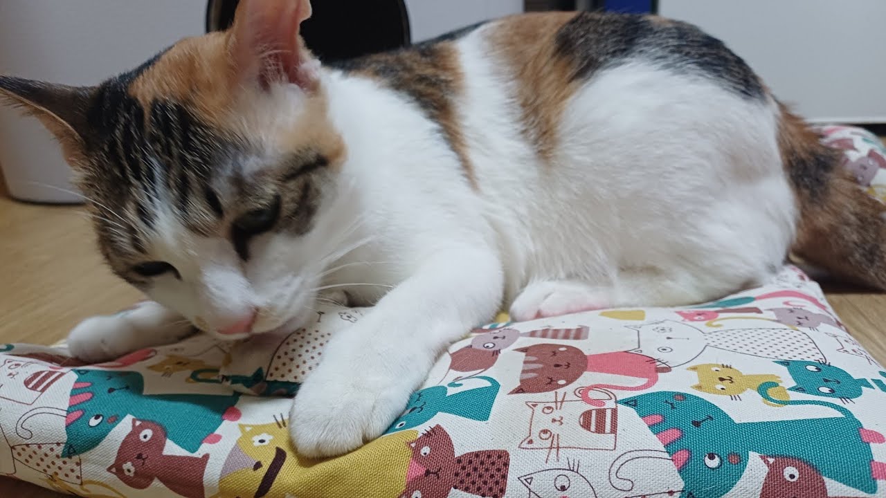 가을이 스트레스 풀라고 캣닢방석 사줬어요😽