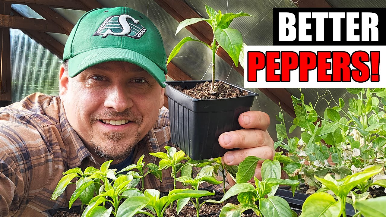 5 Tips To Start Better Peppers - Garden Quickie Episode 191