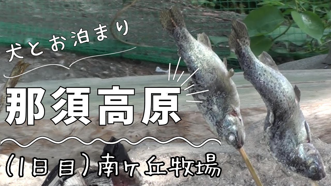 【犬とお泊まり】チェックイン前の楽しいひと時！＃南ヶ丘牧場＃TOWAピュアコテージ＃那須高原＃栃木県＃那須町＃犬とお泊まり＃犬とお出かけ