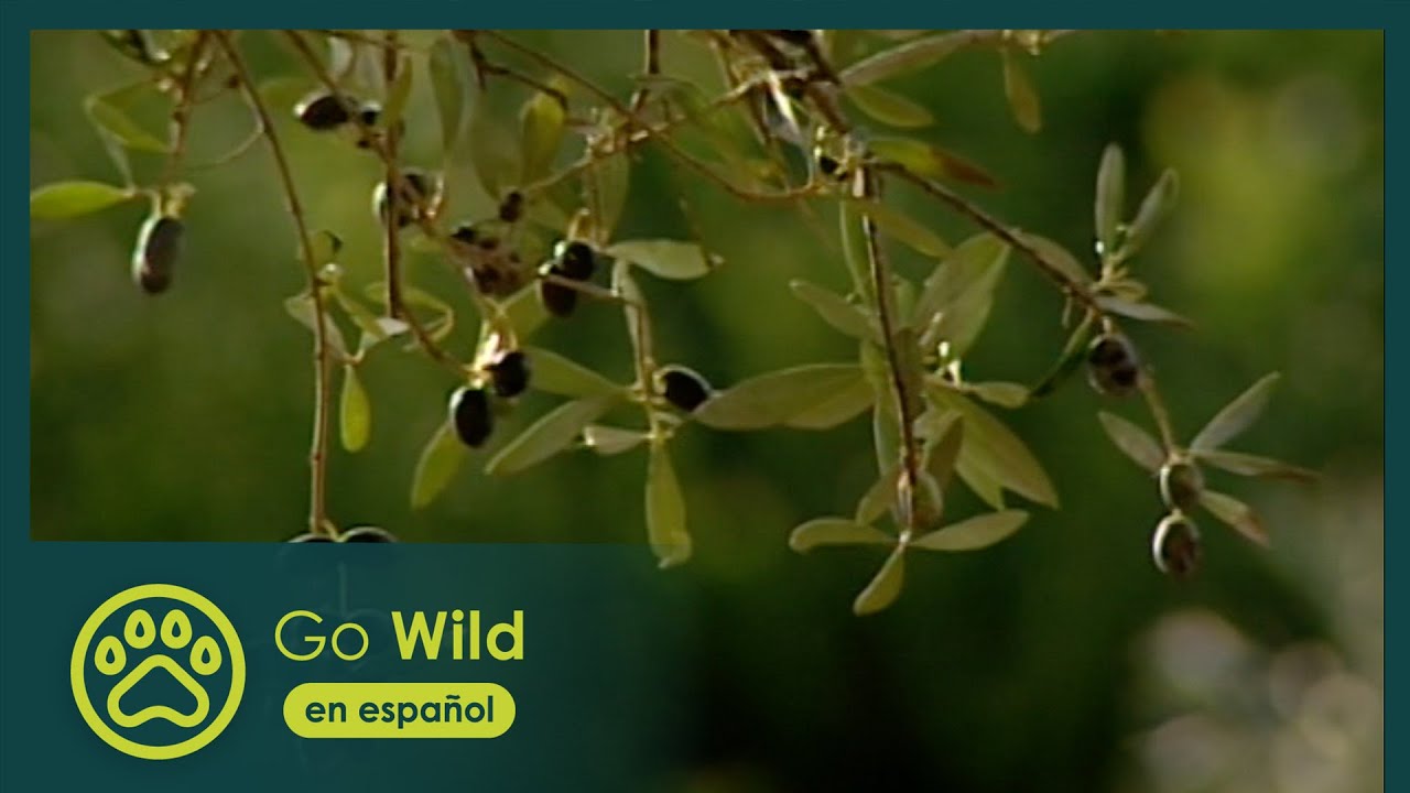 Aceite Santo - Una Historia Cultural del Aceite de Oliva - Go Wild (español)