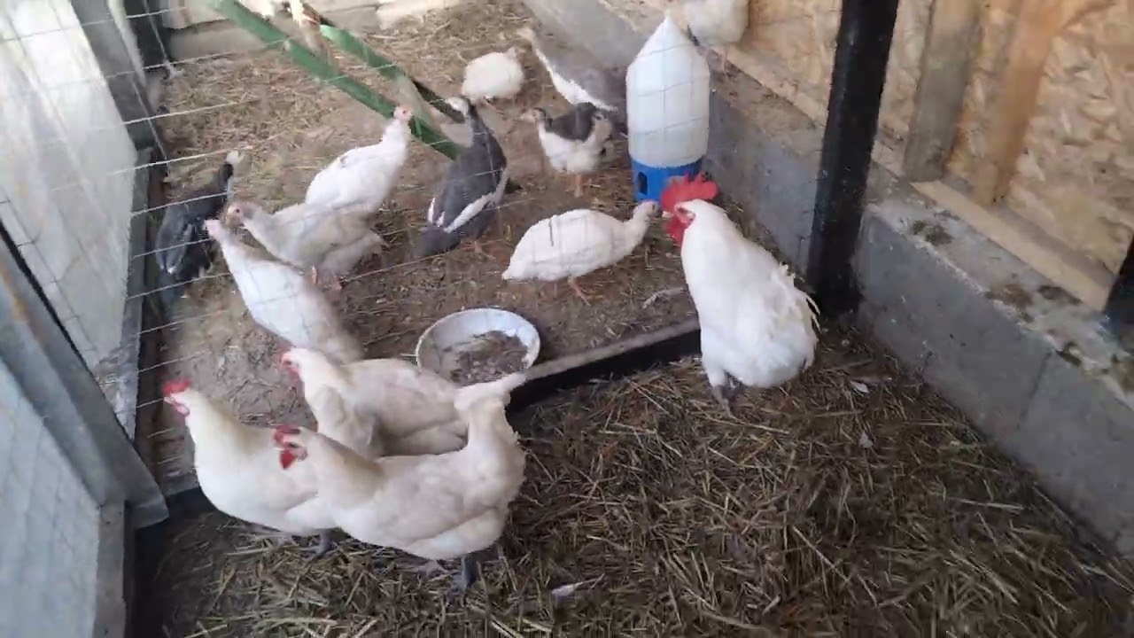 Vești bune și vești mai puțini bune din gospodărie 🖐️