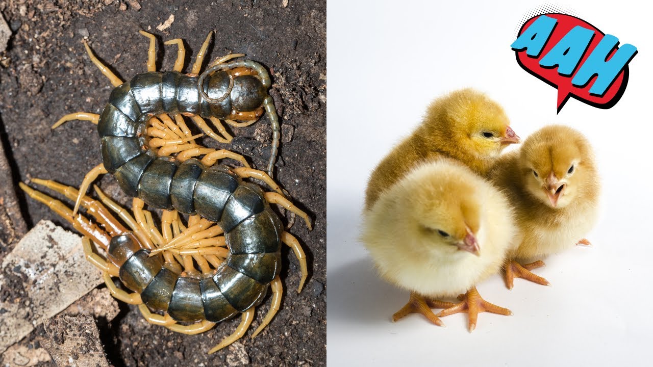 Chuzoo Par Centipede Ka Hamla 🐥😱