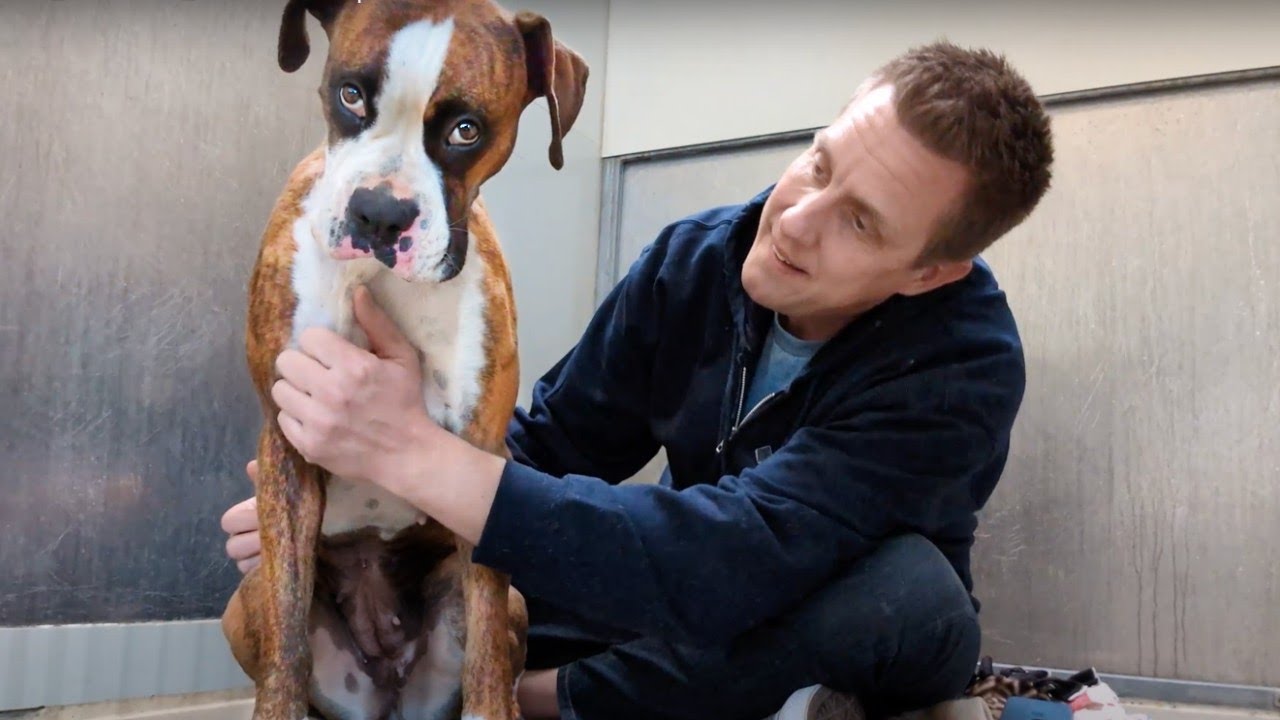 Watch this boxer wag her tail for the first time after being abandoned 🥹