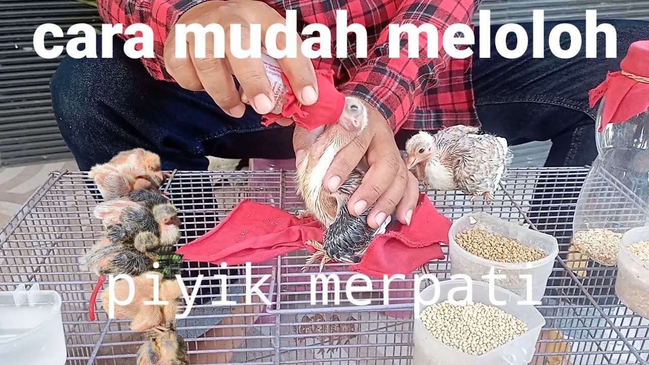 cara meloloh piyik merpati dengan mudah