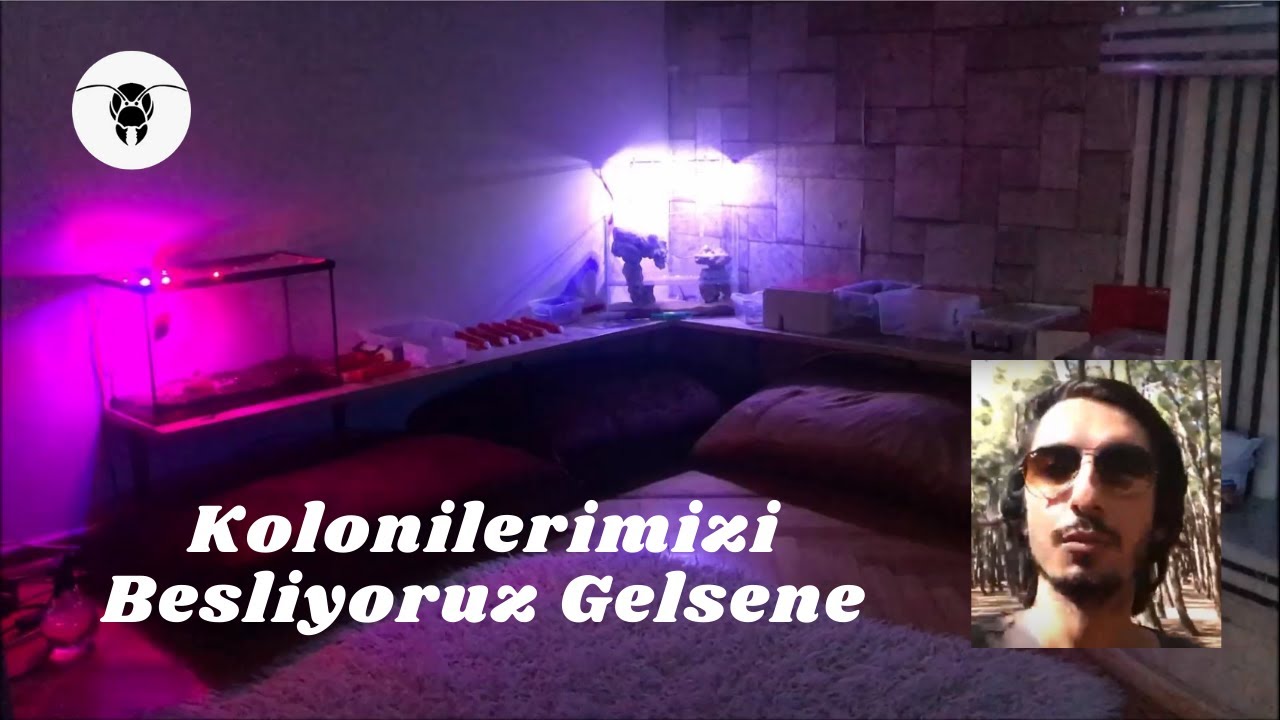 Karınca Kolonilerimizi Besliyoruz Gelsene.. / Sohbet, Muhabbet, Hobi ..