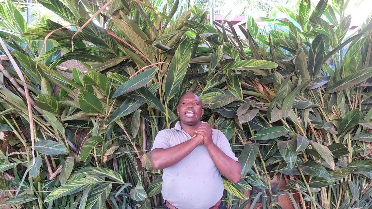 kîama gîtirî koigi, nacio iturwo ciakûhe andû kîûmbe hinya cininwo kaimana.