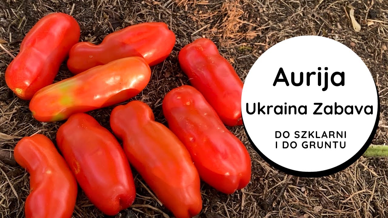🍅Uprawa EKSPERYMENTALNA Aurija Ukraina Zabava PLENNA, ODPORNA odmiana PORÓWNANIE wysokiej i niskiej