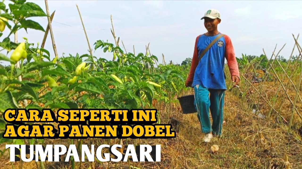 ANAK DESA MENANAM JAGUNG DAN TIMUN DI BAWAH POHON CABE