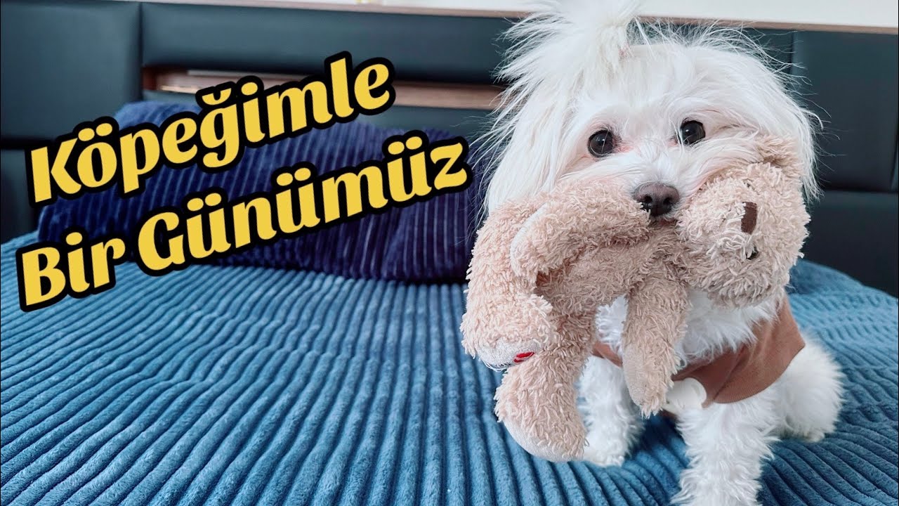 Köpeğimle bir günüm nasıl geçiyor?