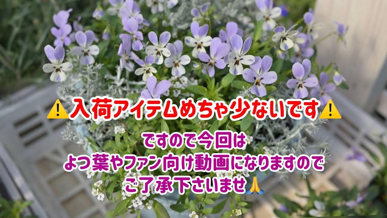 入荷量少ないので、今回はよつ葉やファン向け動画とさせて頂きます🙇