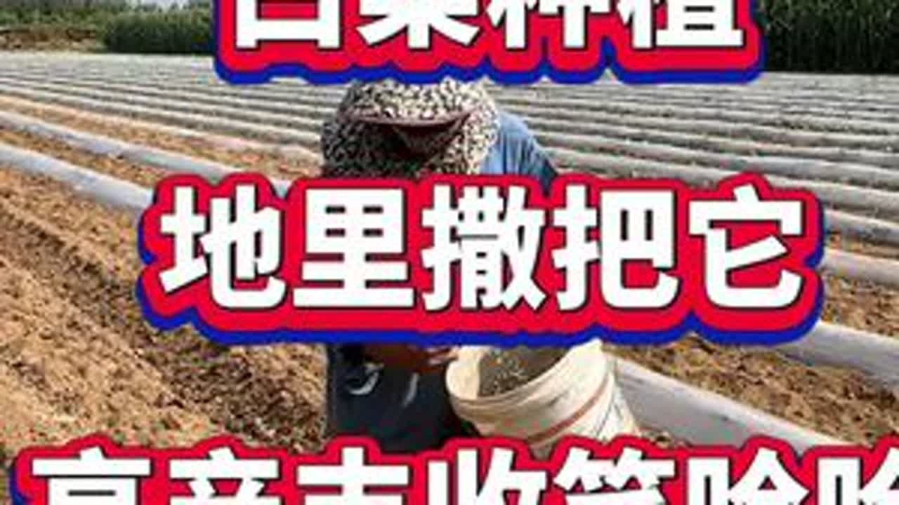 白菜种植撒把它，高产丰收笑哈哈 #白菜种植 #白菜高产 #白菜施肥 #白菜病害