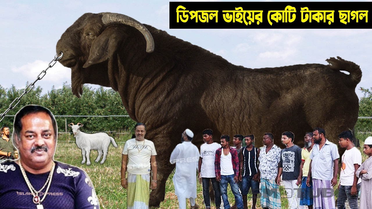 ডিপজল ভাইয়ের কোটি টাকার কোরবানির ছাগল! হাট কাঁপানো সেরা দানব গরু ছাগল Biggest Goat by Dipjoler Sagol