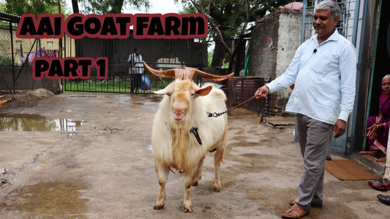 Aai goat farm biggest saanen goat's