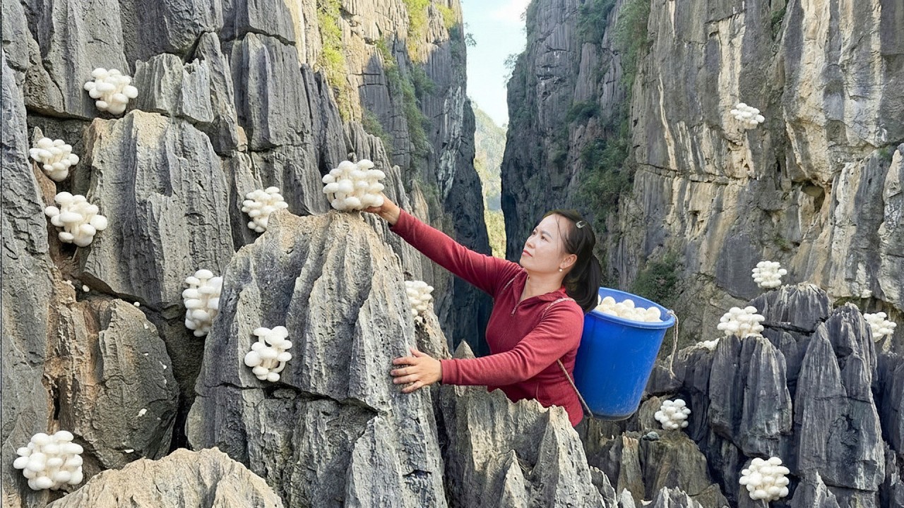 Single mom Harvesting Giant Wild Mushrooms on a Cliff Go to Sell - Ly Thi Sung Daily Life