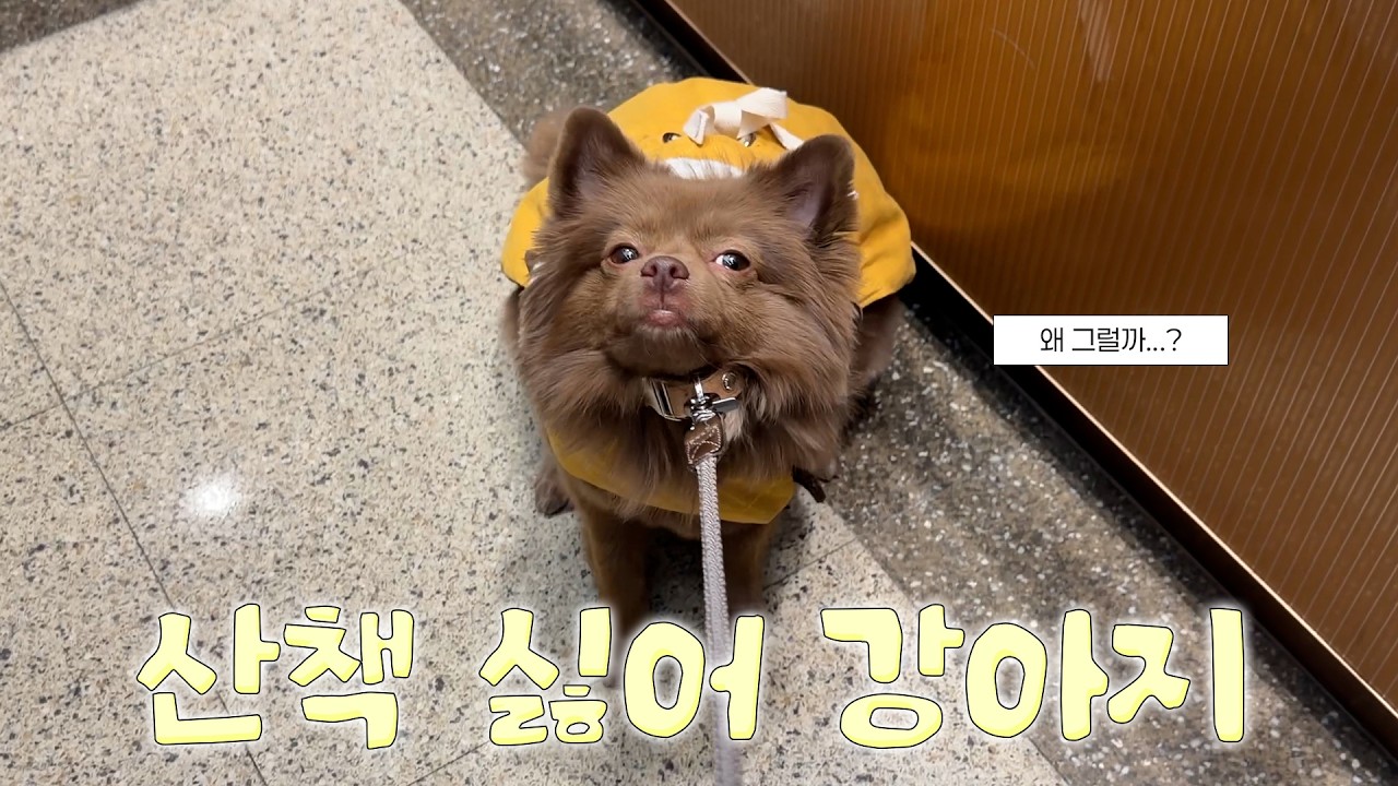 산책을 싫어하는 강아지의 귀여운 이유ㅋㅋㅋ