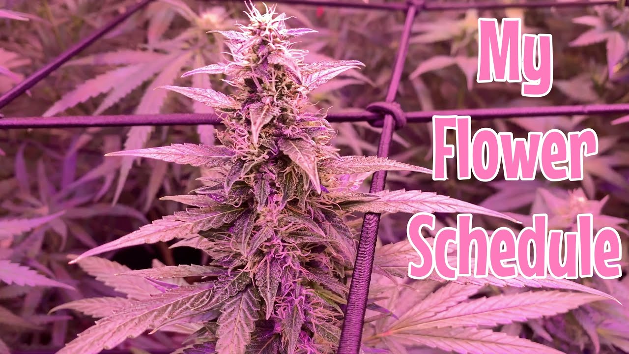 FIRST Indoor WEED🔥 GROW |  I CHOSE 11/13 Flower Schedule NOT 12/12