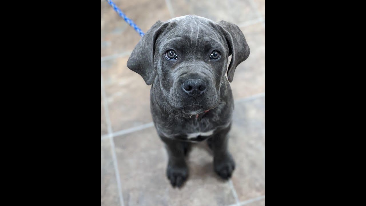 Super Cute Leave It Training. One Week Progression. Cane Corso Puppy Training