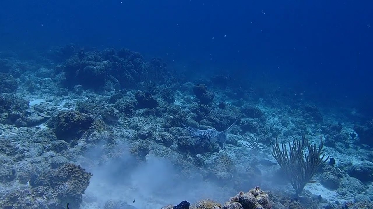 Spotted Eagle Ray!! Right here in Curacao