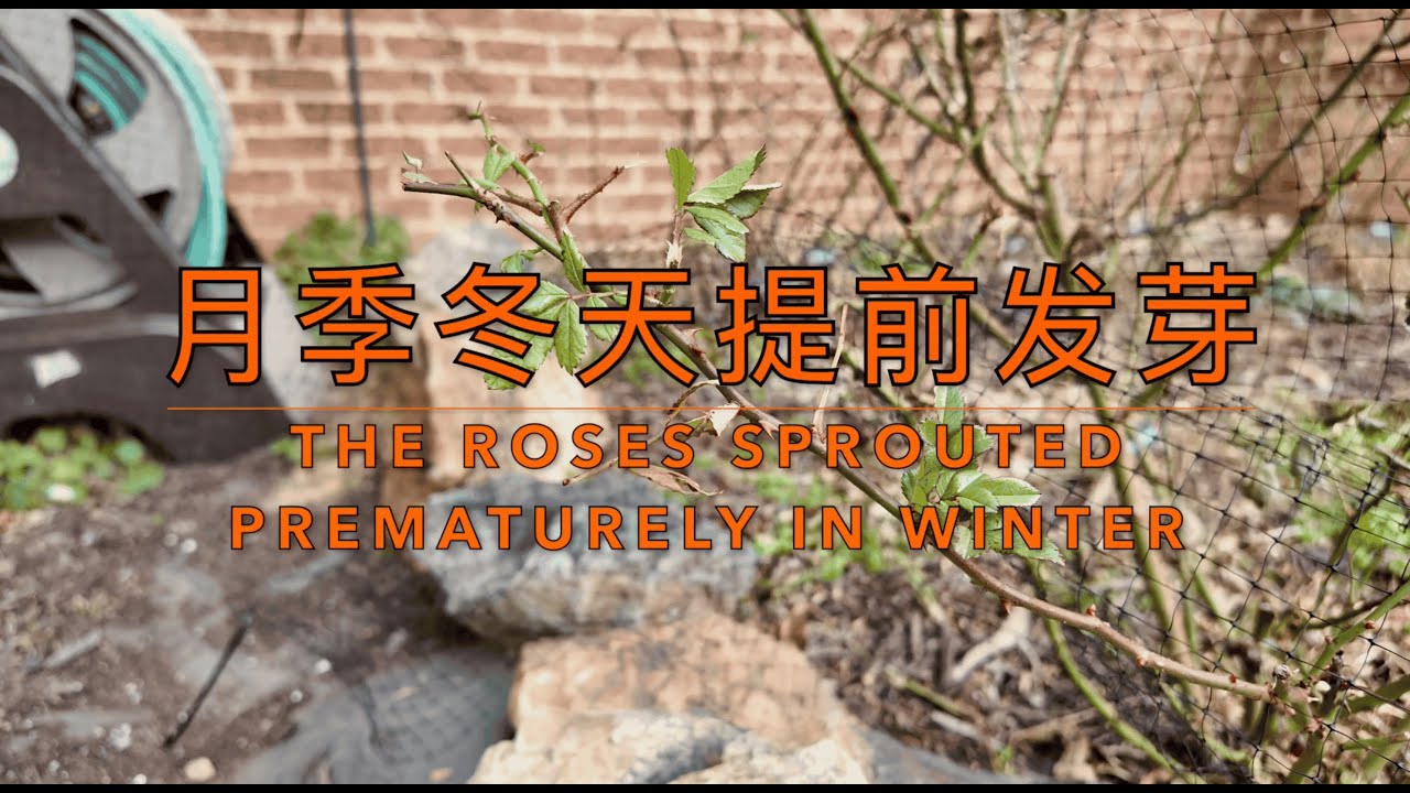 冬季冷暖反复，月季为何提前发芽？原因、风险与正确处理方法｜Why Roses Sprout Early in Winter and How to Handle It Properly