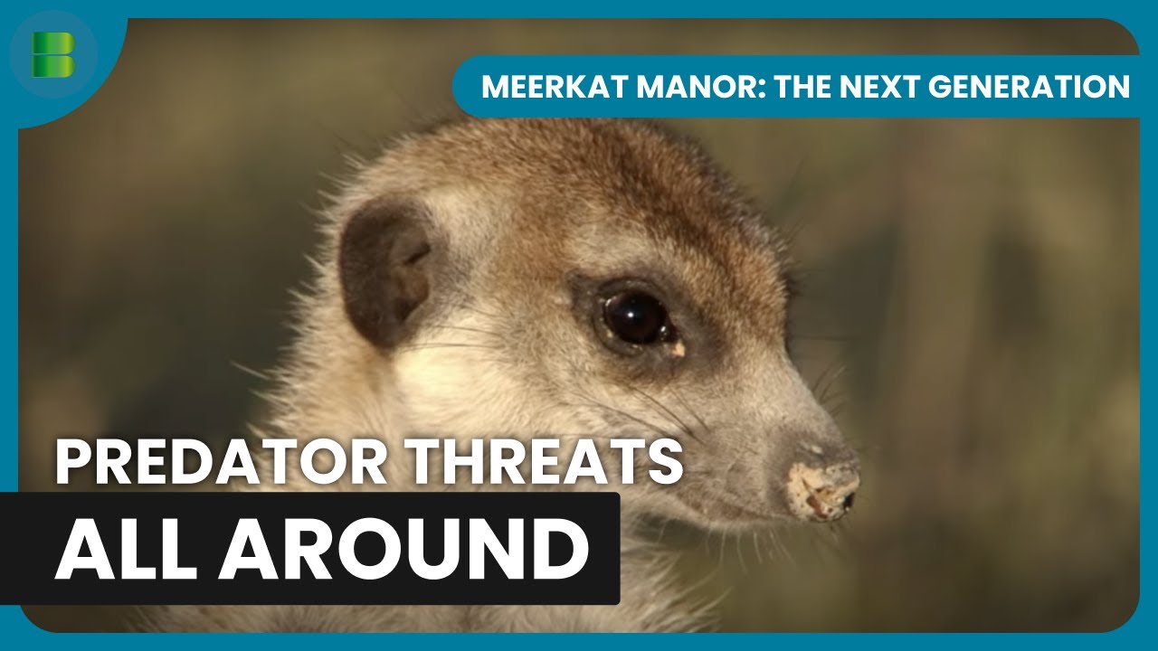 Rocket Dog Keeps Family Safe from Vultures | Meerkat Manor: The Next Generation