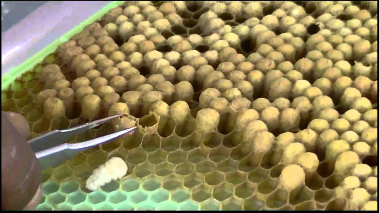 Drone Frame full of Varroa mites