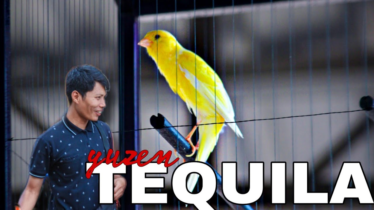 KENARI TEQUILA MILIK MR.YUSEN YAKUZA TEAM 