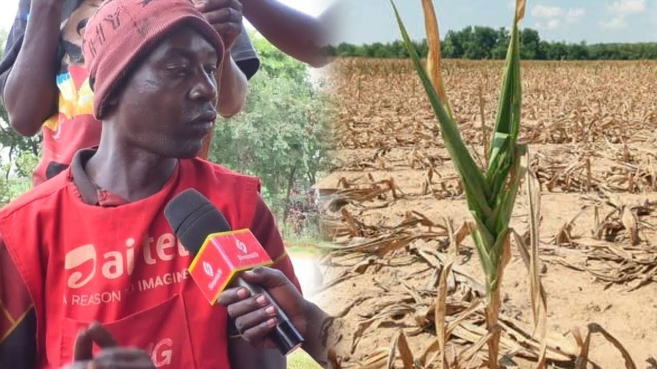 WAKULIMA WA KAKONKO WANAKABILIWA NA UKAME HALI INAYOPELEKEA MAZAO KUKAUKA KWAKUKOSA MVUA